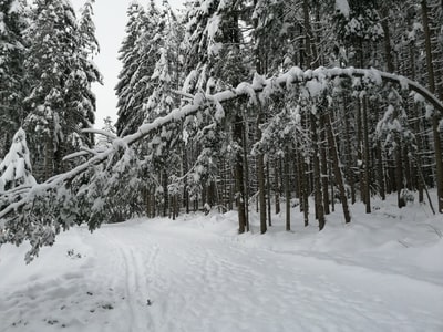 褐色树枝覆盖着雪

